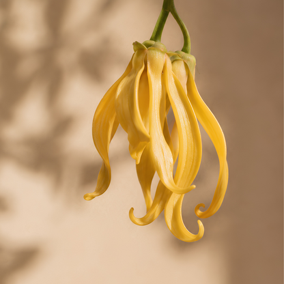 Nectar | Eau de Parfum